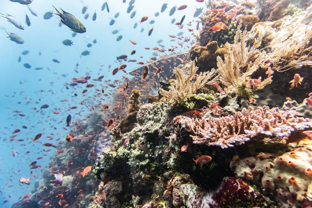 Best Time to Dive Derawan & Manta Season