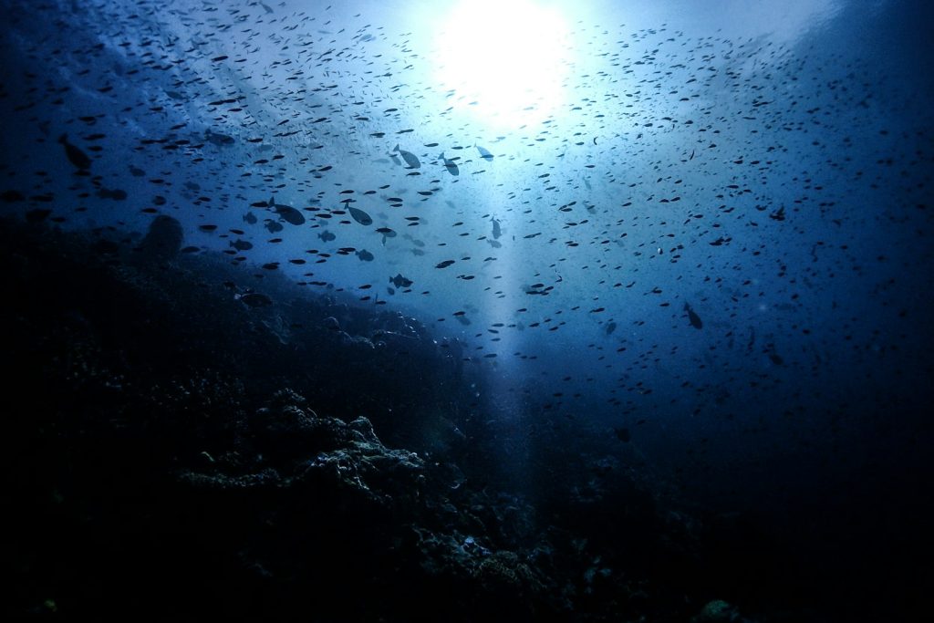 Derawan Dive Package & Maratua Dive Packages