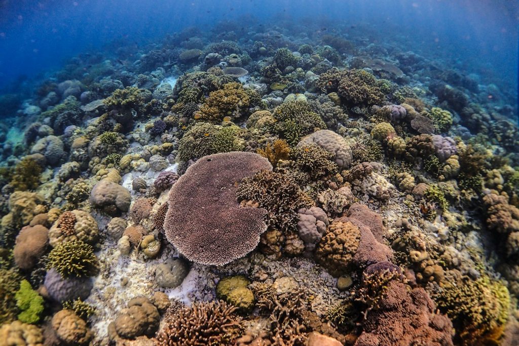Kakaban Jellyfish Lake: Sting-less Snorkel
