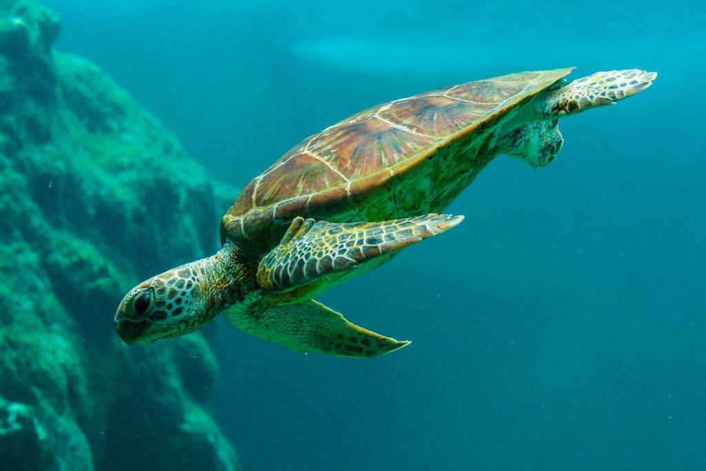 Derawan 5D4N Package: What’s Included