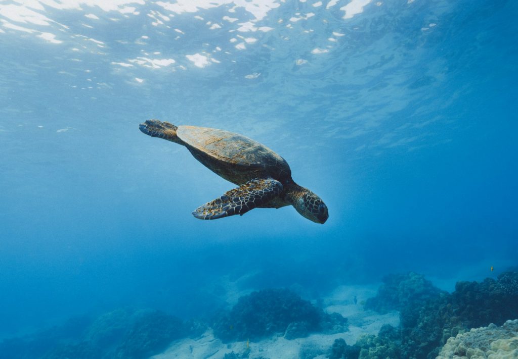 Derawan Diving for Beginners: What to Know