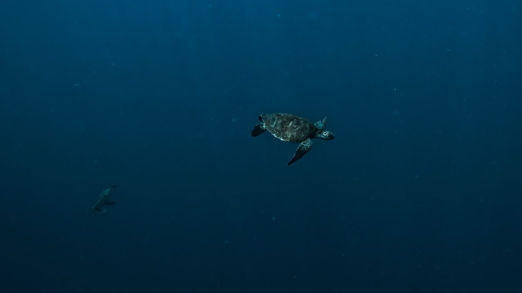 Derawan Honeymoon Ideas for Two