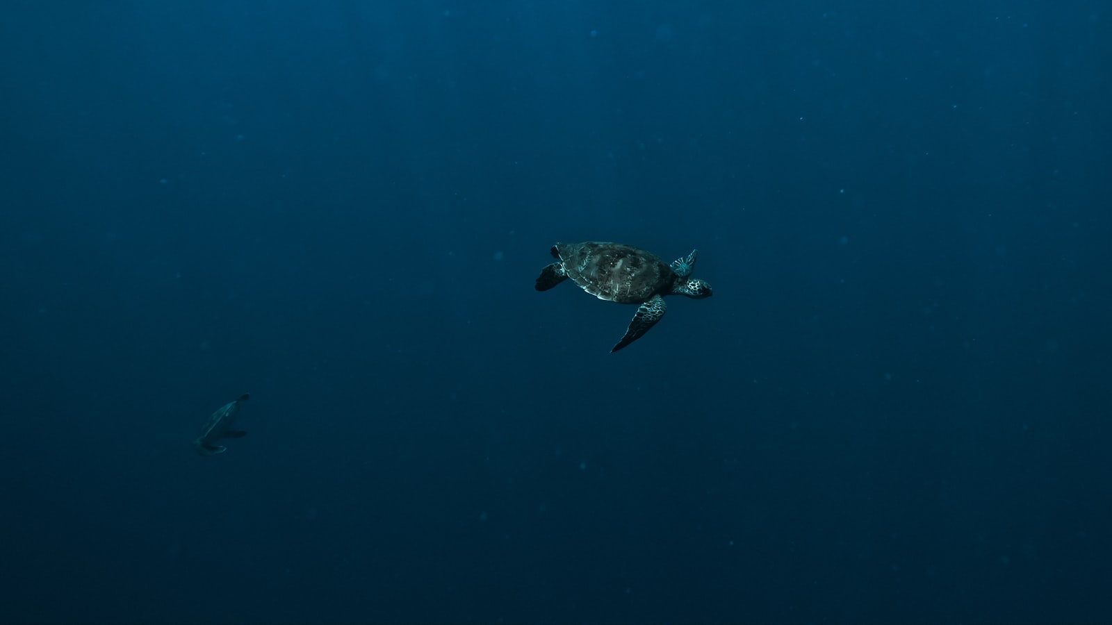a turtle swimming in the ocean with a fish nearby