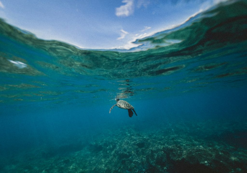 Derawan Island Hopping Day Trip Explained