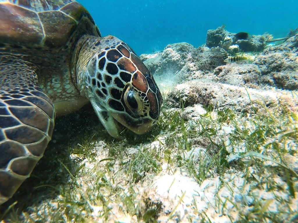 Derawan: Liveaboard or Resort Stay?