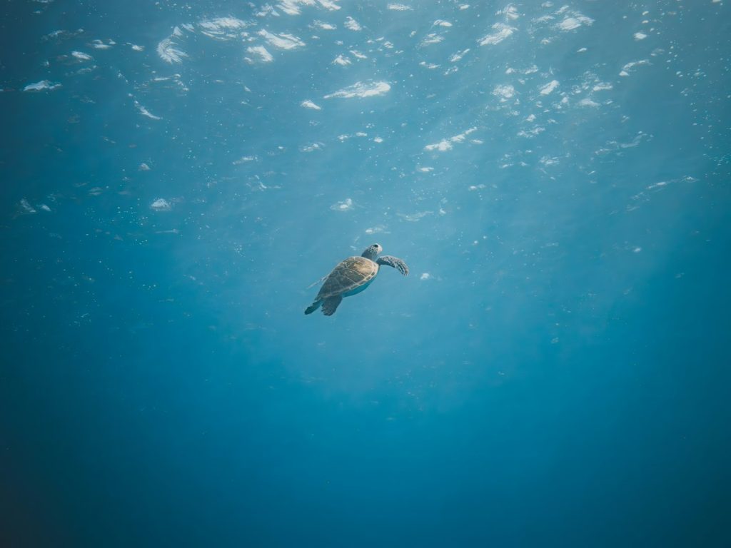 Things to Do in Derawan If You Don’t Dive