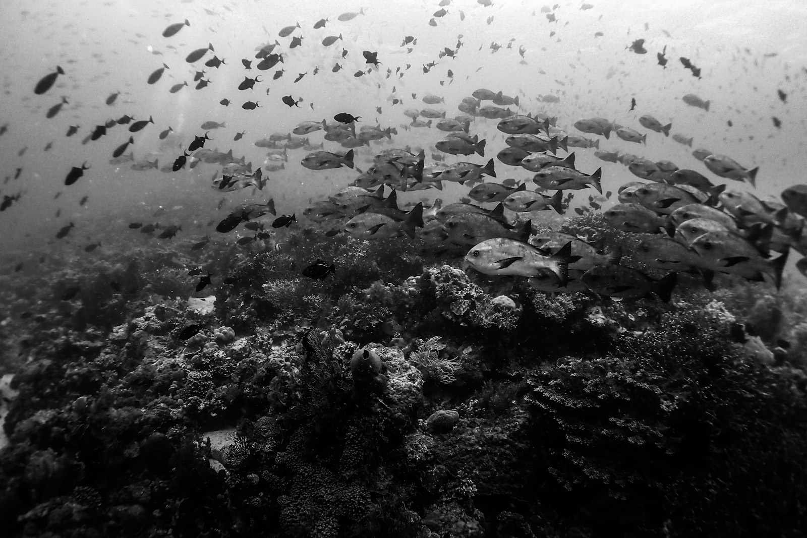 Derawan Diving