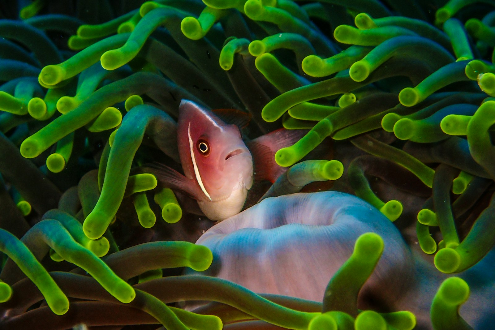 Maratua Dive Resort